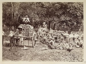 Ladataan korjattuja ananasta kärryihin, Burma, Elgin Collection: 