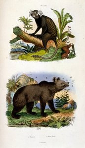 F. E. Guerinin kasvitieteellinen ja eläintieteellinen kuvitus. Kirjasta Dictionnaire pittoresque d