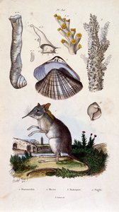 F. E. Guerinin kasvitieteellinen ja eläintieteellinen kuvitus. Kirjasta Dictionnaire pittoresque d