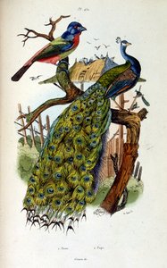 F. E. Guerinin kasvitieteellinen ja eläintieteellinen kuvitus. Kirjasta Dictionnaire pittoresque d