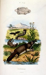 F. E. Guerinin kasvitieteellinen ja eläintieteellinen kuvitus. Kirjasta Dictionnaire pittoresque d