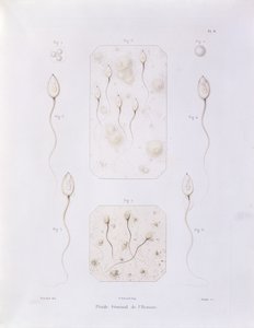 Siemenneste, Theorie Positive de lOvulation Spontanee et de la Fecondation des Mammiferes et de lEspece Humaine, Felix-Archimede Pouchet (1800-72), kaivertanut Oudet, Pariisi, 1847 (värillinen eng) tekijältä Felix Archimede Pouchet