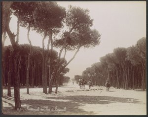 Promenade des Pins, Beirut tekijältä Félix Bonfils