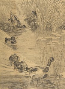 Duck Frolic, 1850-1914. finlandès tekijältä Felix Bracquemond