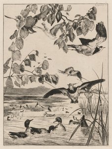 Lapwings ja Teals tekijältä Felix Bracquemond