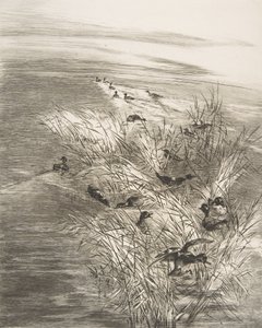 Reeds and Teals, 1882. tekijältä Felix Bracquemond