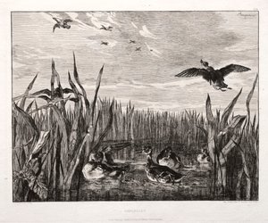 Teals, 1853 painettu 1864. tekijältä Felix Bracquemond