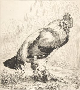 Vanha kukko, 1882. tekijältä Felix Bracquemond