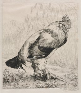 Vanha kukko, 1882. tekijältä Felix Bracquemond