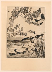 Lapwings ja Teal tekijältä Felix Bracquemond