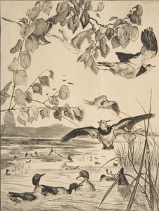 Lapwings ja Sarcelles, 1862. tekijältä Felix Bracquemond