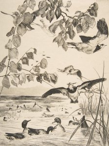 Lapwings ja Sarcelles, 1862. tekijältä Felix Bracquemond