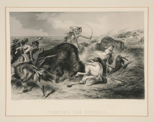 Buffalon metsästys