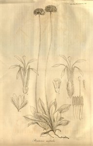Tämä on välilehti. 28 Lontoon Linnean Societyn tapahtumien X -osa, julkaistu vuonna 1811 tekijältä Ferdinand Bauer
