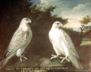 Gyrfalcons-pari maisemassa