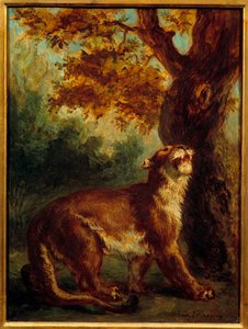 Puuma sanoo myös, että leijona etsii saalista. Eugene Delacroix (1798-1863) maalaus tekijältä Ferdinand Victor Eugene Delacroix
