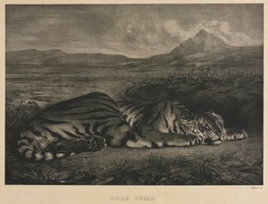 Kuninkaallinen tiikeri, 1829. tekijältä Ferdinand Victor Eugene Delacroix
