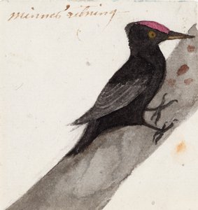 Suuri musta puukiipijä tekijältä Ferdinand von Wright