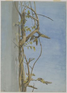 Wisteria seinällä (wc paperilla)
