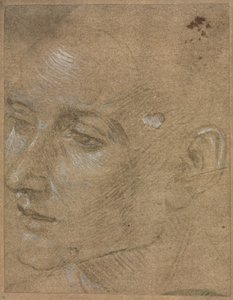 Nuoren miehen pää, 1400-luvun toinen puoli. tekijältä Filippino Lippi