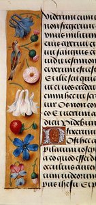 Ms. 1058-1975, f.22v: yksityiskohta kukkareunuksesta Book of Hoursista, n. 1500 (vellum) tekijältä Flemish School