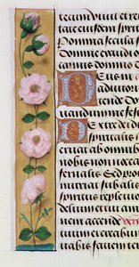 Ms. 1058-1975, f.34v: yksityiskohta kukkareunuksesta Tuntikirjasta, n. 1500 tekijältä Flemish School