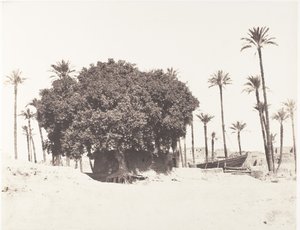 Esneh, Date Palms, Sycamore ja Kahvi Niilin reunalla, 1851-52, painettu 1853-54. tekijältä Félix Teynard