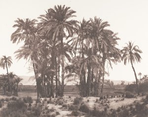 Karnak, Ryhmä taatelipalmuja nähtynä pisteestä A, 1851-52, painettu 1853-54. tekijältä Félix Teynard