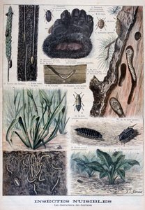 Turkiksille haitalliset hyönteiset, 1897 tekijältä Fortuné Méaulle