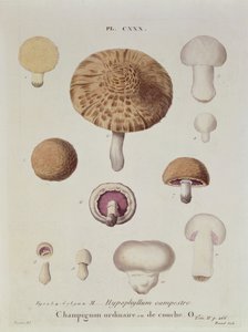 Hypophyllum campestre tai peltosieni, levy 130 julkaisusta Iconographie des Champignons de J.J. Paulet