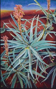 Aloe tekijältä Frances Ferdinands