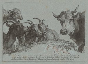 Estudi de caps: tres cabres, un bou i un carnero, publicat c. 1783. finlandès tekijältä Francesco Londonio