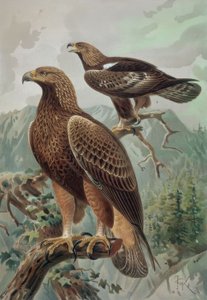 GRABADO-AGUILA DORADA-MACHO ADULTO (1) Y HEMBRA (2) AQUYLA CHYSAETUS