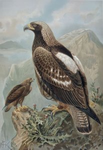 GRABADO-AGUILA IMPERIAL-MACHO CON PLUMAJE CASI PERFECTO (1) Y HEMBRA DE 2 AÑOS (2)