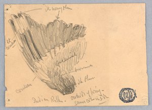 Luonnos siivestä tekijältä Francis Augustus Lathrop