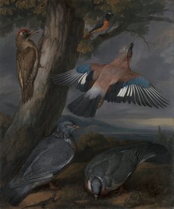 Jay, Vihreä Tikka, Kyyhkyset ja Redstart tekijältä Francis Barlow