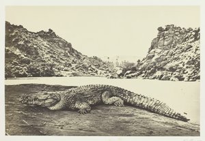 Krokotiili hiekkapenkillä, 1857. tekijältä Francis Frith