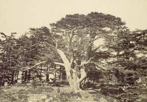 Suurin Cedars, Mount Libanon, 1857. tekijältä Francis Frith
