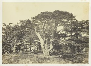 Suurin Cedars, Mount Libanon, 1857. tekijältä Francis Frith