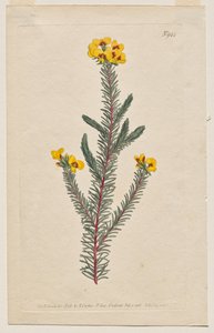 Kasvitieteellinen aikakauslehti tai kukkapuutarha Näytetään: levy 944, Dillwynia glaberrima. Sileälehtinen Dillwynnia. [Dillwynia ericifolia gaberrima] tekijältä Francis Sansom