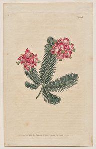Kasvitieteellinen aikakauslehti tai kukkapuutarha Näytetään: levy 966, Erica Elegans. Elegant Heath [Erica glauca] tekijältä Francis Sansom