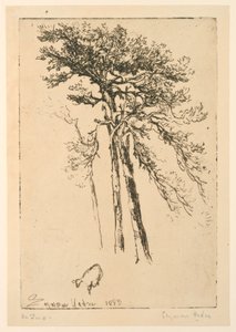 Scotch Firs tekijältä Francis Seymour Haden