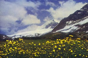Trollius Simplon Passissa (kuva)