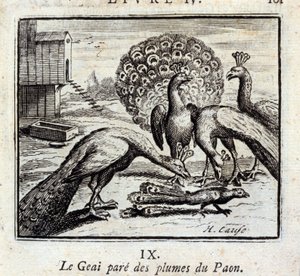 Jay koristaa riikinkukon höyheniä. Jean de La Fontainen (1621-95) sadut. Kuvitus: François Chauveau (1613-1676). Painos vuodelta 1728. tekijältä Francois Chauveau