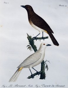 Afrikkalainen punasilmäinen bulbul (Pycnonotus nigricans), kaiverrus Histoire Naturelle des Oiseaux d