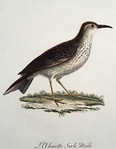 Cape Longbill -uros (Certhilauda curvirostris), kaiverrus Histoire Naturelle des Oiseaux d