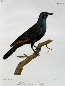 Naaras punasiipinen kottarainen (Onychognathus morio), kaiverrus Histoire Naturelle des Oiseaux d