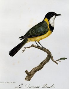 Golden Whistler (Pachycephala pectoralis), kaiverrus Histoire Naturelle des Oiseaux d