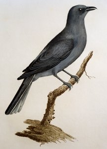 Harmaa käkikirkko (Coracina caesia), kaiverrus Histoire Naturelle des Oiseaux d