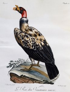 King Vulture (Sarcoramphus papa), kaiverrus Afrikan lintujen luonnonhistoriasta